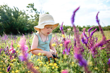 A little girl in a panama hat and a blue dress in a summer blooming field gathers sage in a basket with a pruner