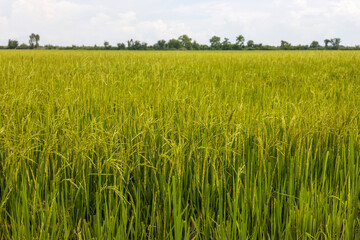 The background of the fertile grains of which the tips of the leaves have been cut off.