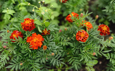 Orange flowers (Marigolds). In the garden on a sunny day. Selective focus with shallow depth of field.