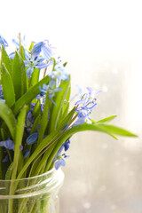 Bouquet of spring beautiful blue snowdrops flowers in a glass jar on a window with blurred background. Selective focus