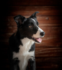 Portrait of border collie black and white on brown background