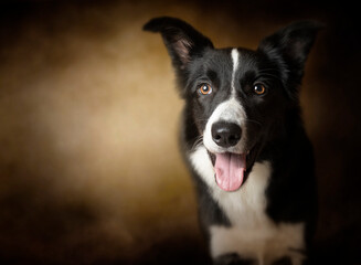 Portrait of border collie black and white on brown background