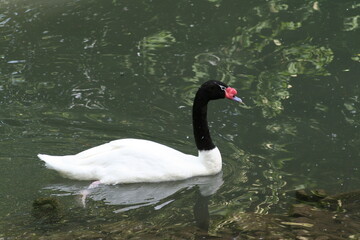 Cygne sur l'eau