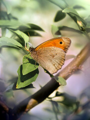 Motylek na drzewie © Gabriela