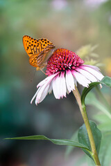 Piękny motyl na kwiatku