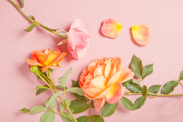 Flower arrangement of pink roses and petals on a pink background. The concept of the holiday. Valentine's Day. Can be used as a background