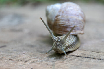 Large snail on a wooden surface. Nature and food