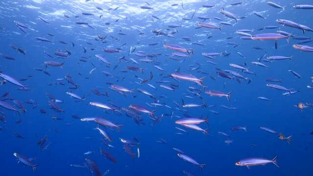 Seascape with School of Boga Fish in the turquoise water of coral reef in Caribbean Sea, Curacao