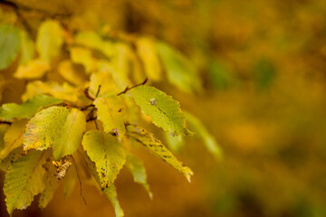 Fall, autumn, leaves background. A tree branch with autumn leaves on a blurred background....