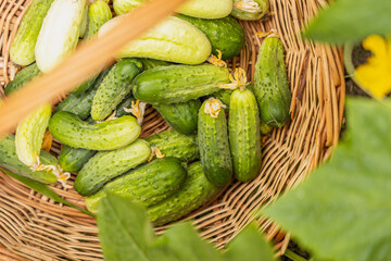 Raw fresh real organic green and white cucumbers in the wicker basket  in the garden