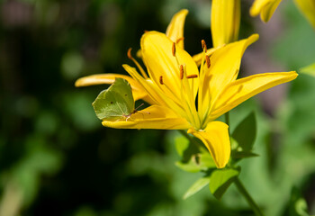 Yellow butterfly is on yellow lily flower