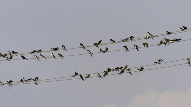 At the end of summer, adult and young swallows form flocks and fly to the South. Odessa region (Ukraine).