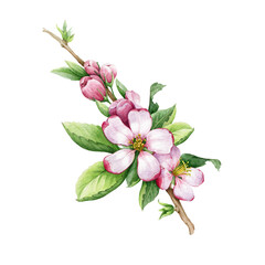 Fototapeta na wymiar Apple tree pink flowers. Watercolor floral illustration. Blooming hand draw spring element. Apple blossom with tender petals, green leaf and buds close up image. Isolated on white background