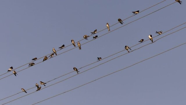 At the end of summer, adult and young swallows form flocks and fly to the South. Odessa region (Ukraine).