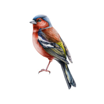 Chaffinch bird watercolor illustration. Hand drawn tiny european song bird. Realistic chaffinch male element. Bright europe forest, park backyard avian. Beautiful finch on white background
