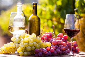 still life with glasses of red and white wine and grapes in field of vineyard