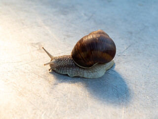 A curious snail on a gray neutral background with a place for information or a slogan