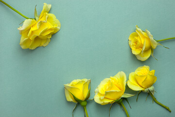 yellow roze © PhotoFed