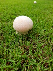 Golf mushroom in the grass.