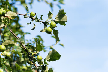 A green apple on an apple tree branch against a blue sky background. Copy space.
