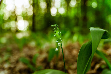 Summer green dark background with flowers bells in the forest