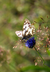 Polowiec Szachownica - motyl