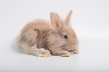 light brown cute rabbit lying on white background
