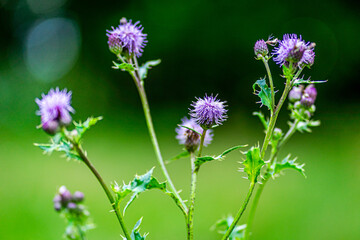 flowers in the garden