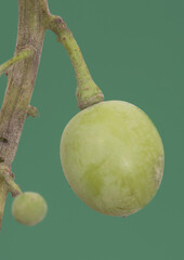 Immature green grapes hanging from the stem on a green background of intense homogeneous color