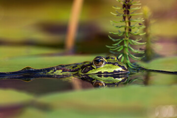 European green frog in the water between water lily leaves seen from the side with reflection of the head