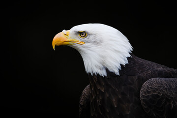 Obraz premium Portrait of a proud pretty bald eagle seen from the side on a black background