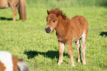 Cute foal of a shetland pony on a green grass field
