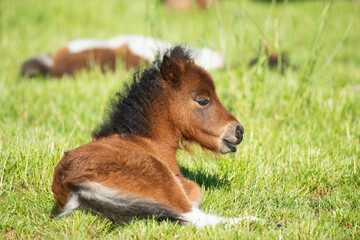 Cute foal of a shetland pony lying down on a green grass field