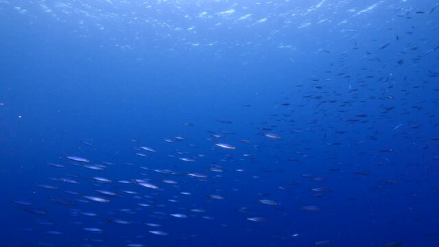 Seascape with School of Boga Fish in the turquoise water of coral reef in Caribbean Sea, Curacao