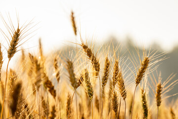 Fototapeta premium Wheat meadow. Ripe Gold Barley field in summer. Nature organic Yellow rye plant Growing to harvest.