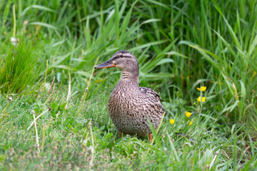 The duck is standing in the grass