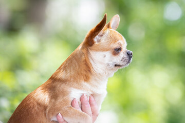 Chihuahua dog in profile looking ahead