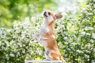 Chihuahua dog does the "bunny" trick