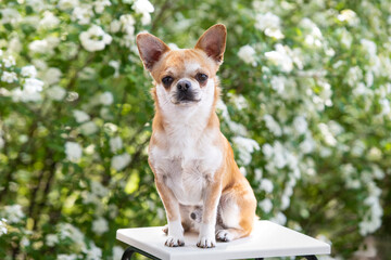 Chihuahua dog sitting on a chair