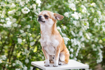 Chihuahua dog sitting on a chair