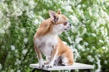 Chihuahua dog sitting on a chair and looks away