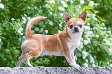 Chihuahua dog stands on the curb