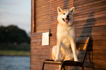 Akita dog sitting ot a chair in front of the fishing house