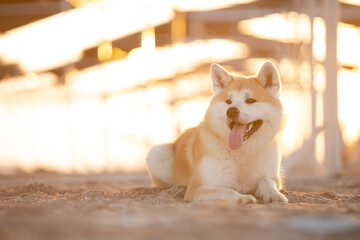 Akita on the beach