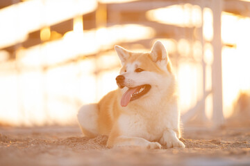Akita inu dog on the beach 