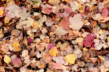 Leaves of various colors in autumn