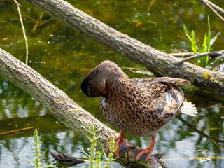 Wild duck swims in the pond. close up.