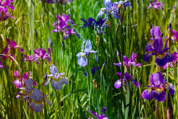 Floral background of irises of different colors