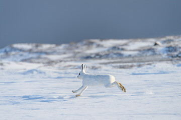 Mountain hare (Lepus timidus) with white fur in snowy landscape, Vardø, Norway