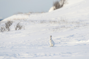 Mountain hare (Lepus timidus) with white fur in snowy landscape, Vardø, Norway © STUEDAL